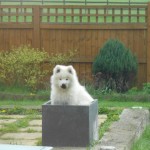 The "tubsamoyed"
